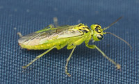 Rhogogaster-sp